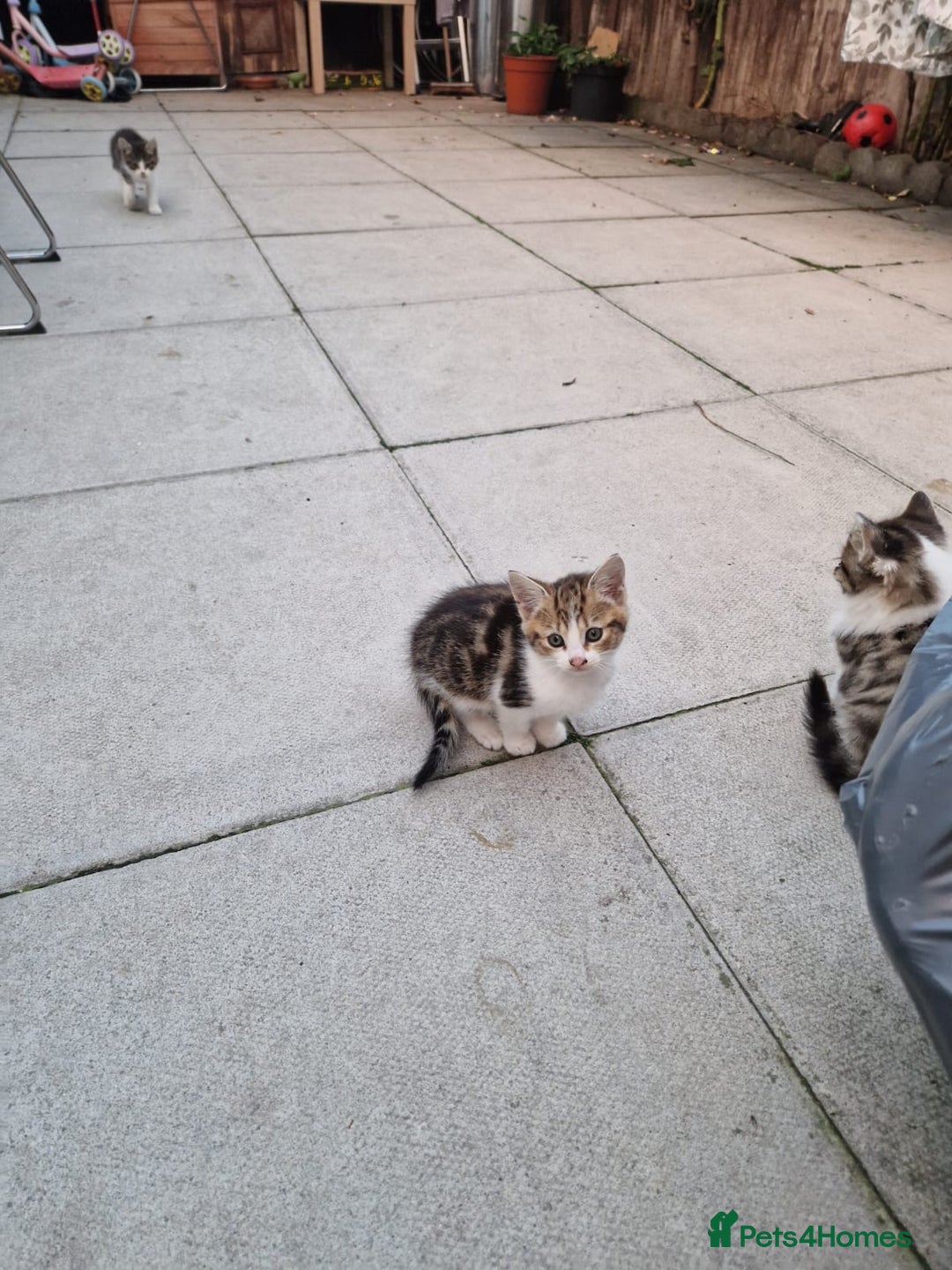 Mixed Breed cats for sale: Little baby kittens  - Image 2