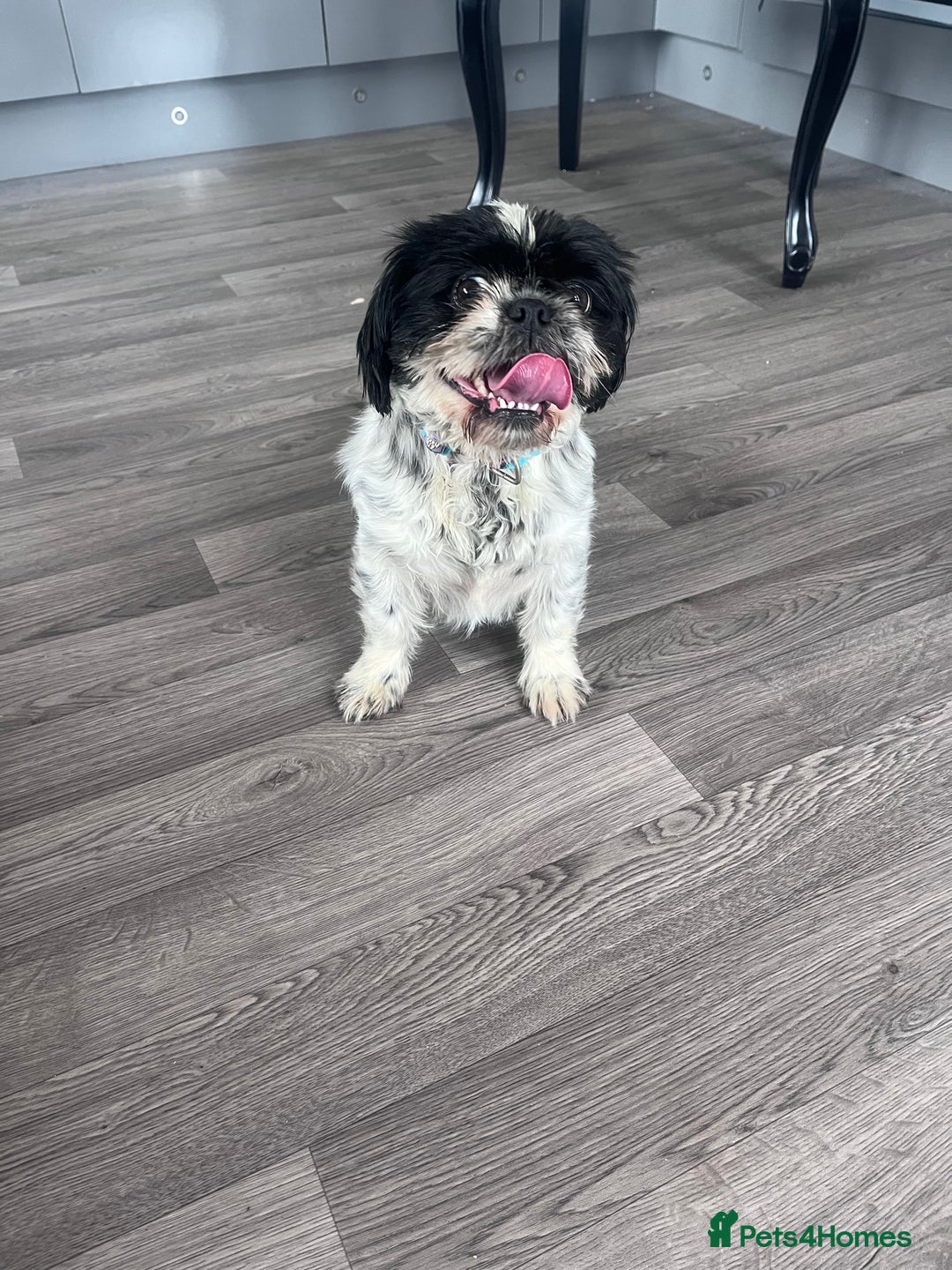 Shih Tzu dogs for sale: 2 female pedigree shih tzu (rehome) - Image 7