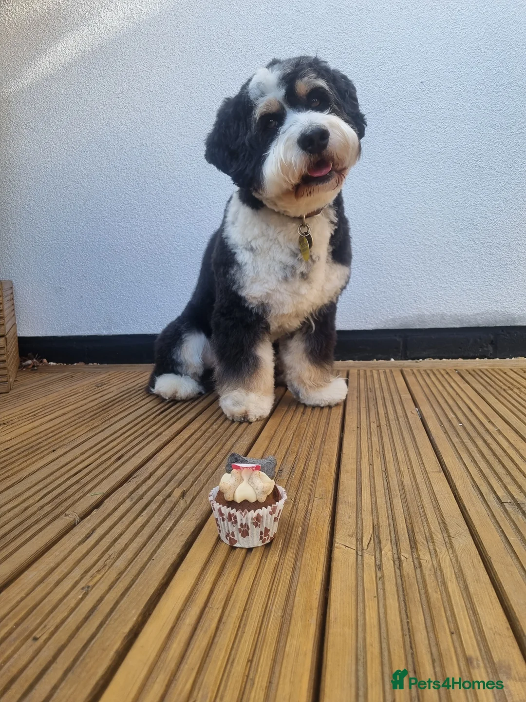 Mixed Breed dogs for stud: PROVEN Pure F1 Miniature Bernedoodle -Stud Offered in Saffron Walden - Advert 13