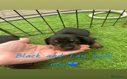 Miniature Dachshund dogs for sale: 🐾 Miniature Dachshund Puppies for Sale  🐾 - Image 10