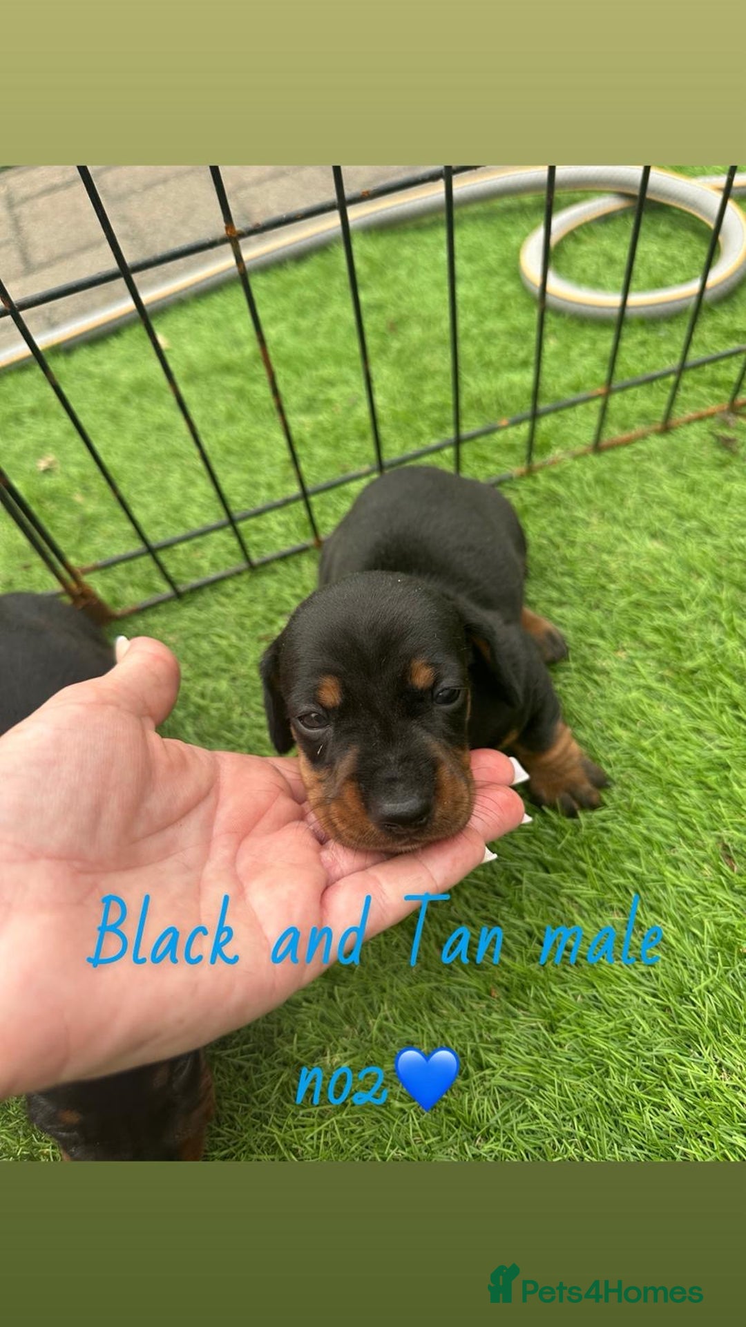 Miniature Dachshund dogs for sale: 🐾 Miniature Dachshund Puppies for Sale  🐾 - Image 10