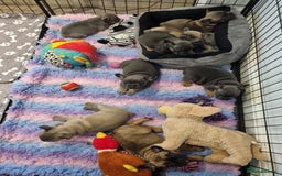 French Bulldog dogs for sale: Quality french bulldogs available to leave 🐾 - Image 8