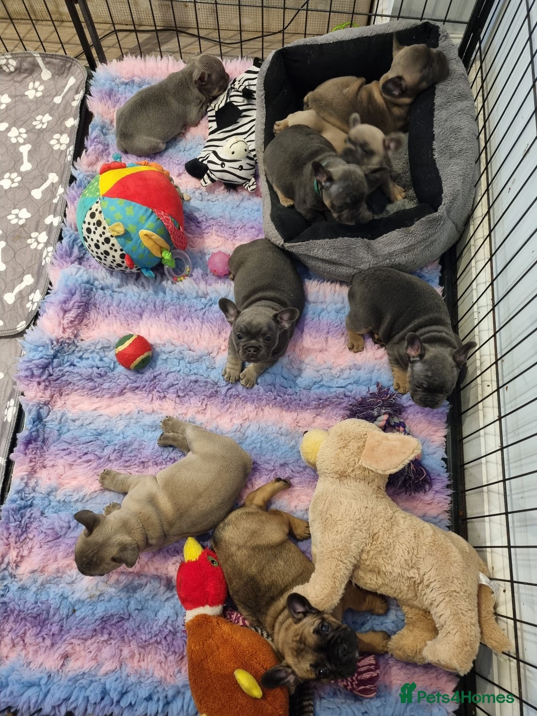 French Bulldog dogs for sale: Quality french bulldogs available to leave 🐾 - Image 8