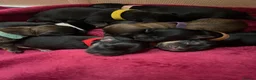 Mixed Breed dogs for sale: 8 Beautiful Mixed-Breed Puppies in Milton Keynes - Advert 5