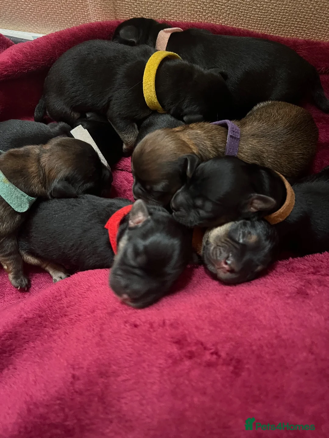 Mixed Breed dogs for sale: 8 Beautiful Mixed-Breed Puppies in Milton Keynes - Advert 5