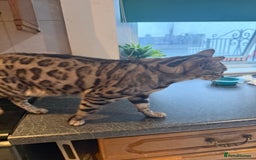 Bengal cats for sale: 4 year old silver Bengal female  - Image 5
