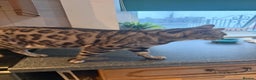 Bengal cats for sale: 4 year old silver Bengal female  - Advert 5