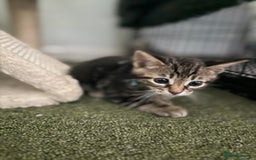 Bengal cats for sale: X Bengal Kittens x5 available   - Image 12