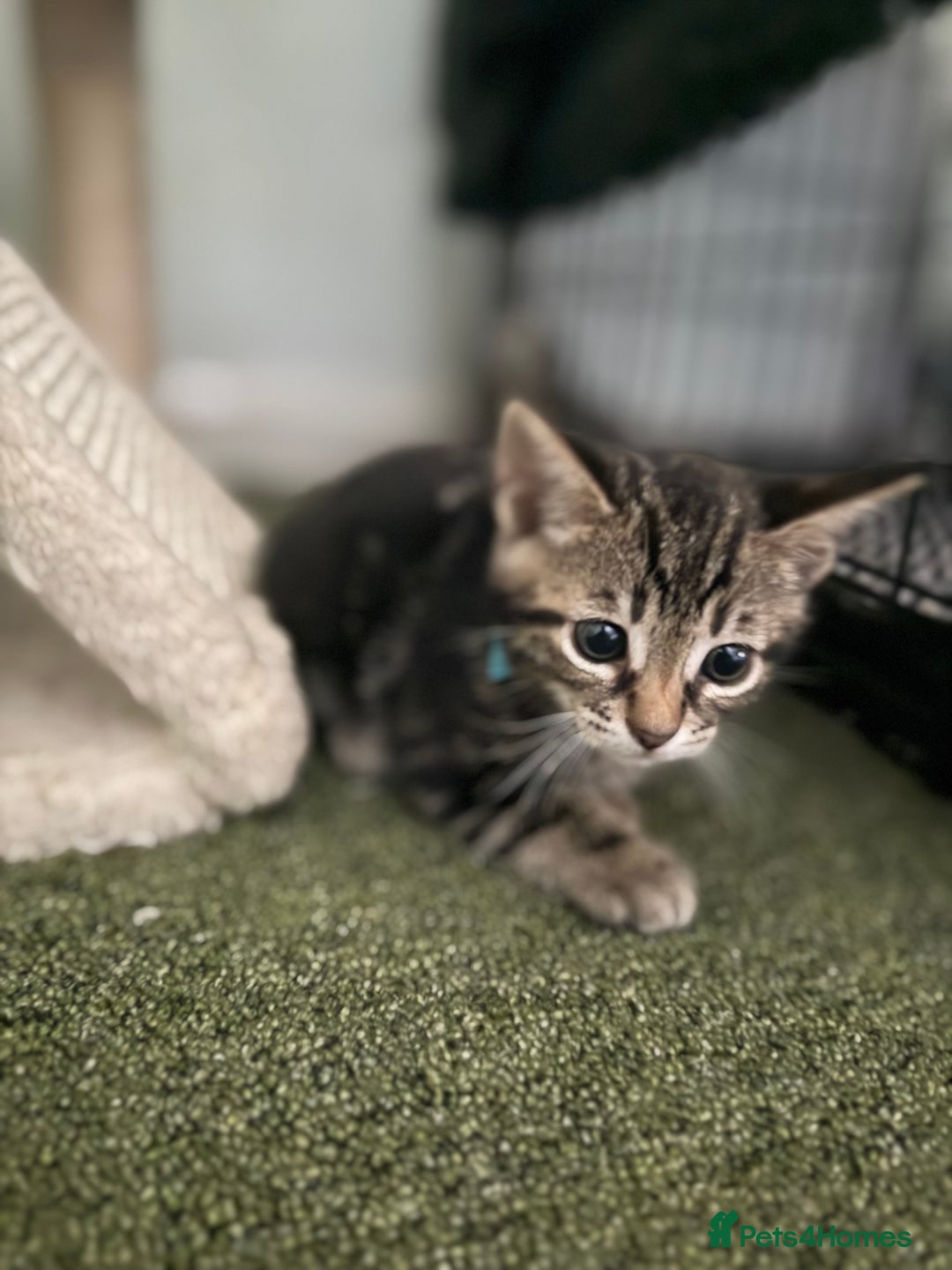 Bengal cats for sale: X Bengal Kittens x5 available   - Image 12