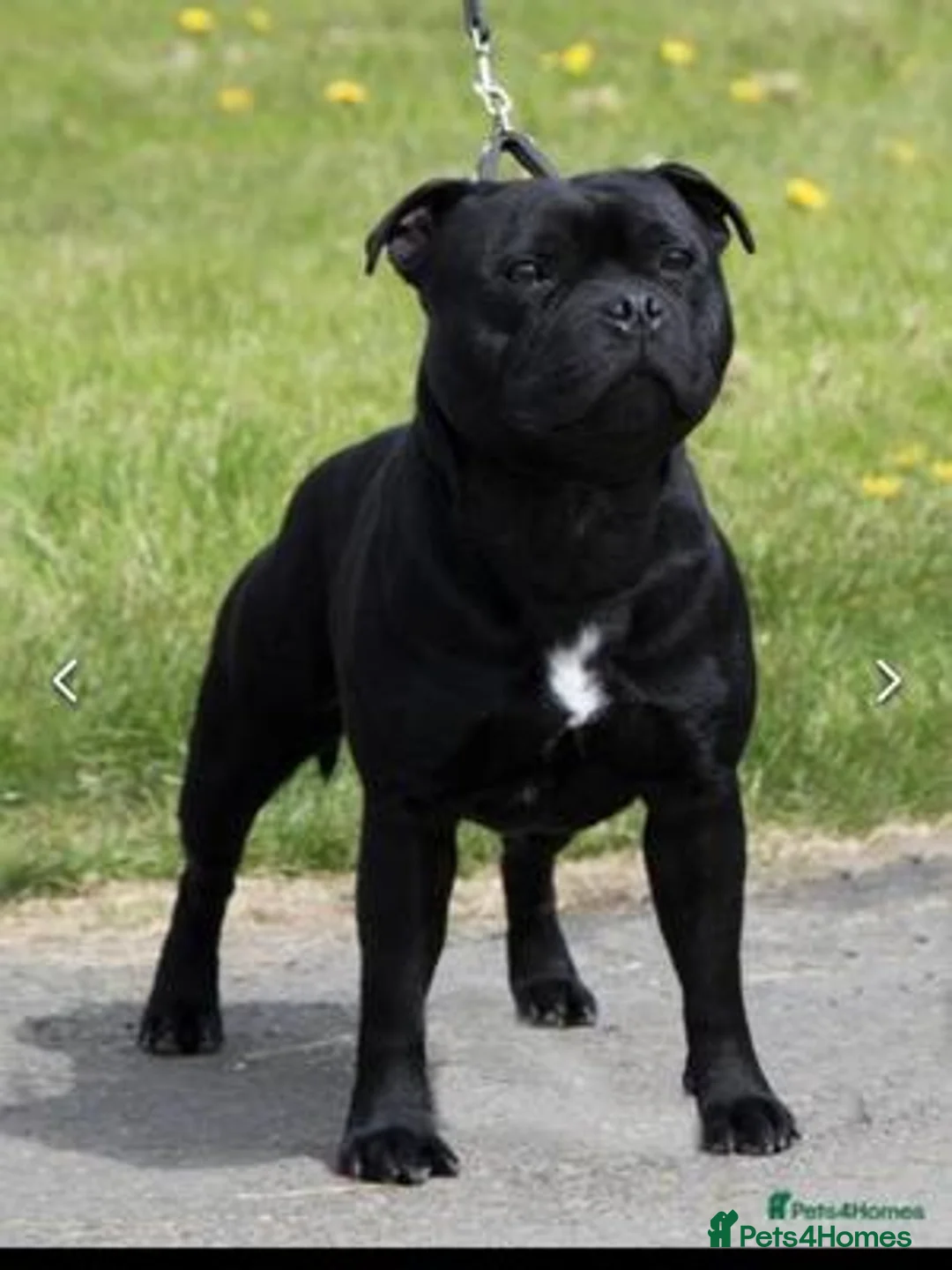 Staffordshire Bull Terrier dogs for sale: STAFFORDSHIRE BULL TERRIER PUPS - Advert 10