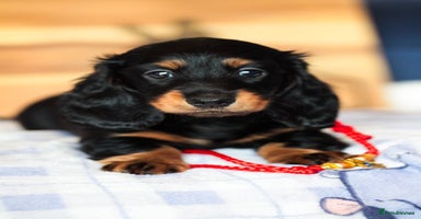 Miniature Dachshund dogs - Advert 4