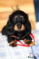 Miniature Dachshund dogs - Advert 7