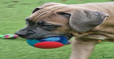 Cane Corso dogs - Advert 12