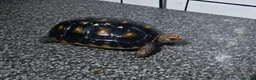 Tortoise reptiles for sale: 1- 3 year old baby redfoot tortoises and 2 adults in Chipping Norton - Advert 3