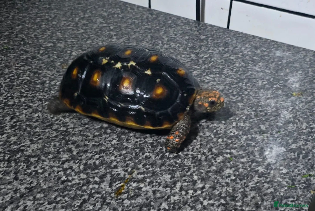 Tortoise reptiles for sale: 1- 3 year old baby redfoot tortoises and 2 adults in Chipping Norton - Advert 3