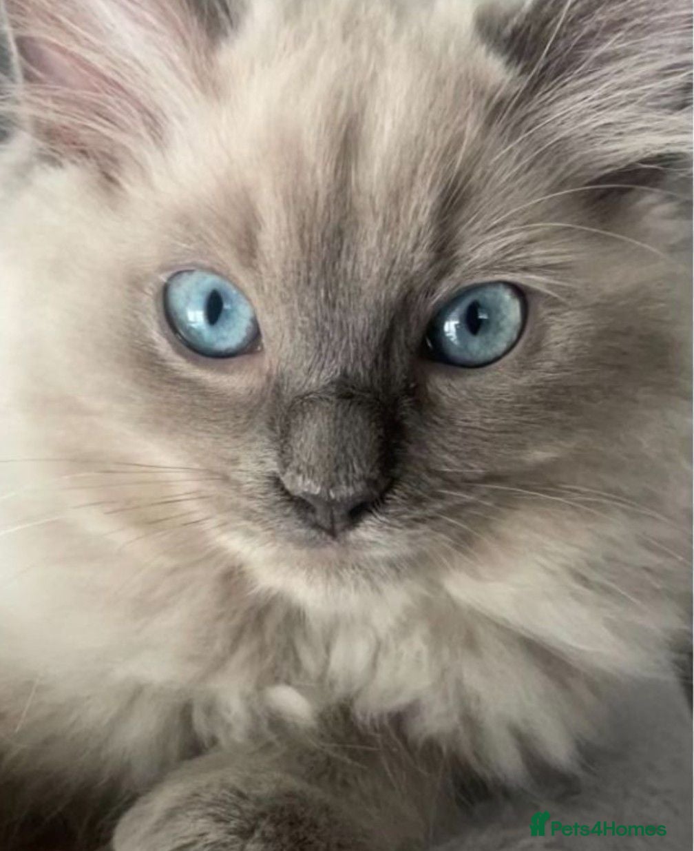 Ragdoll cats Ragdoll kittens  - Advert 7