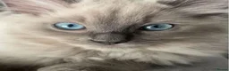 Ragdoll cats for sale: Ragdoll kittens  in Buckie - Advert 1