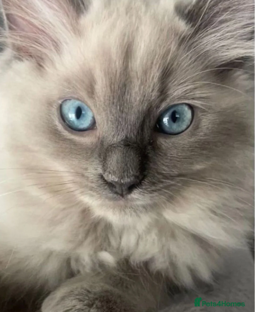 Ragdoll cats for sale: Ragdoll kittens  in Buckie - Advert 1