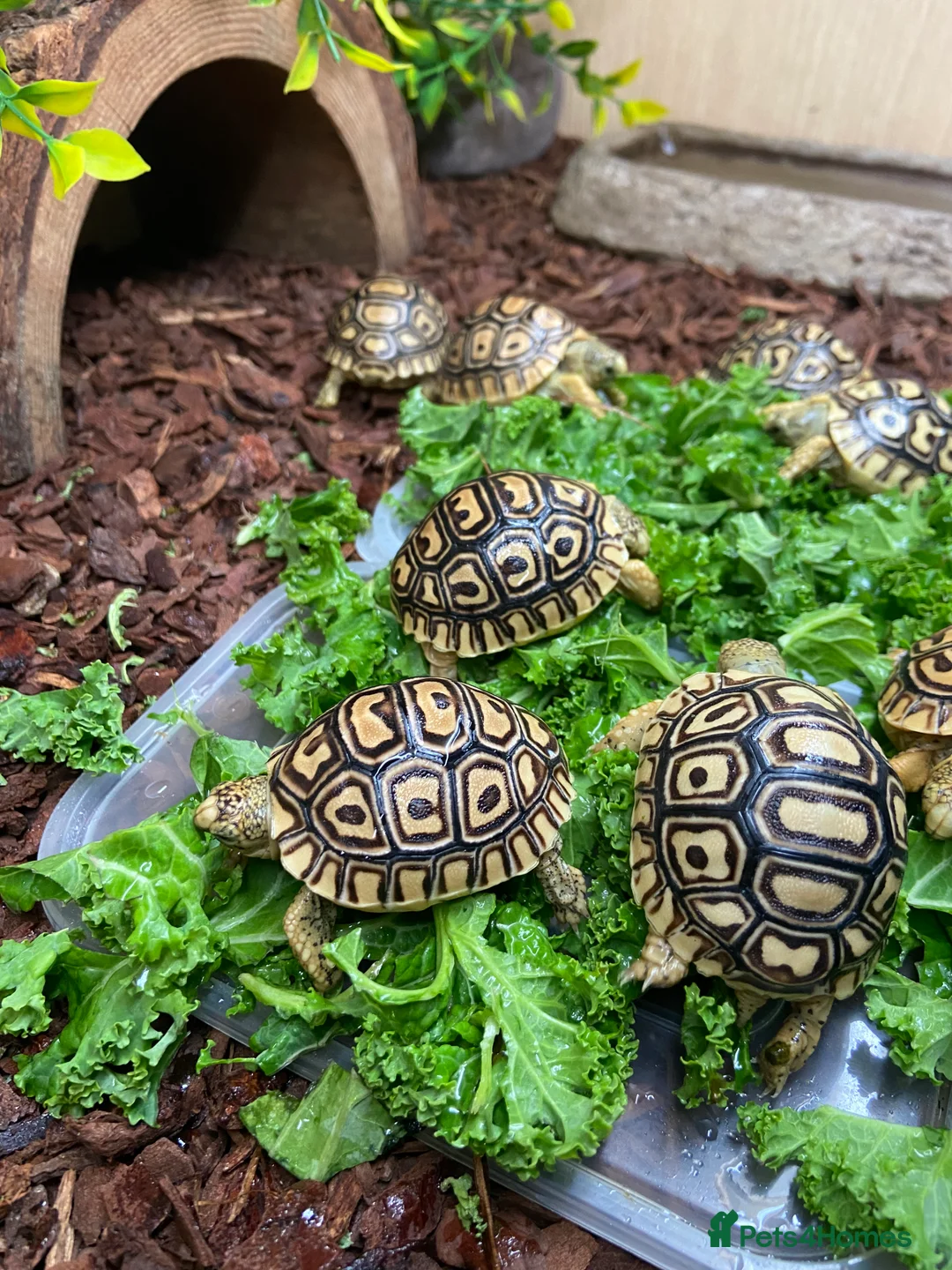 Tortoise reptiles for sale: Leopard Tortoises- Gorgeous Babies!  - Advert 12