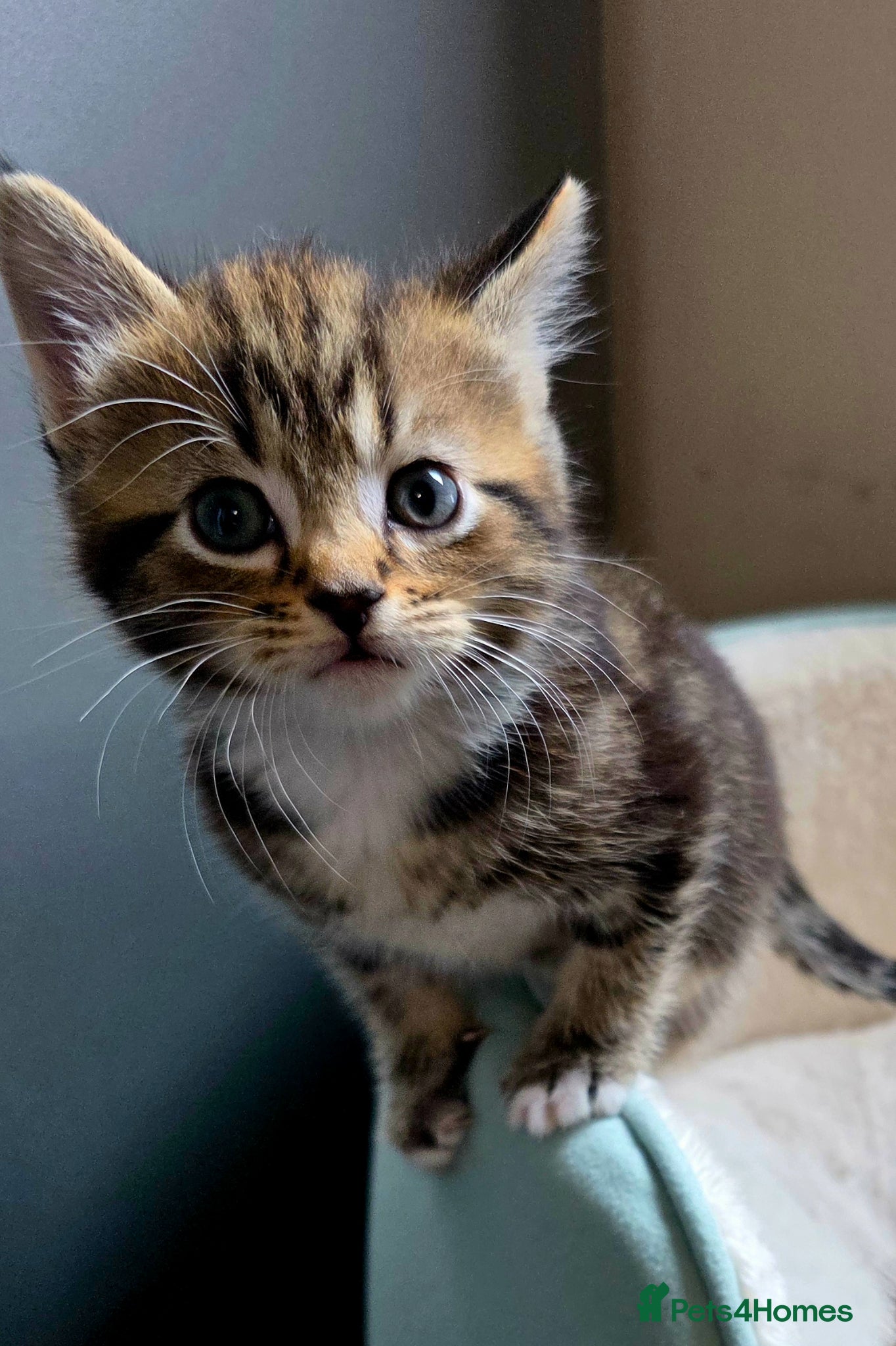 Mixed Breed cats for sale: Tabby kittens available 22nd of June - Advert 7