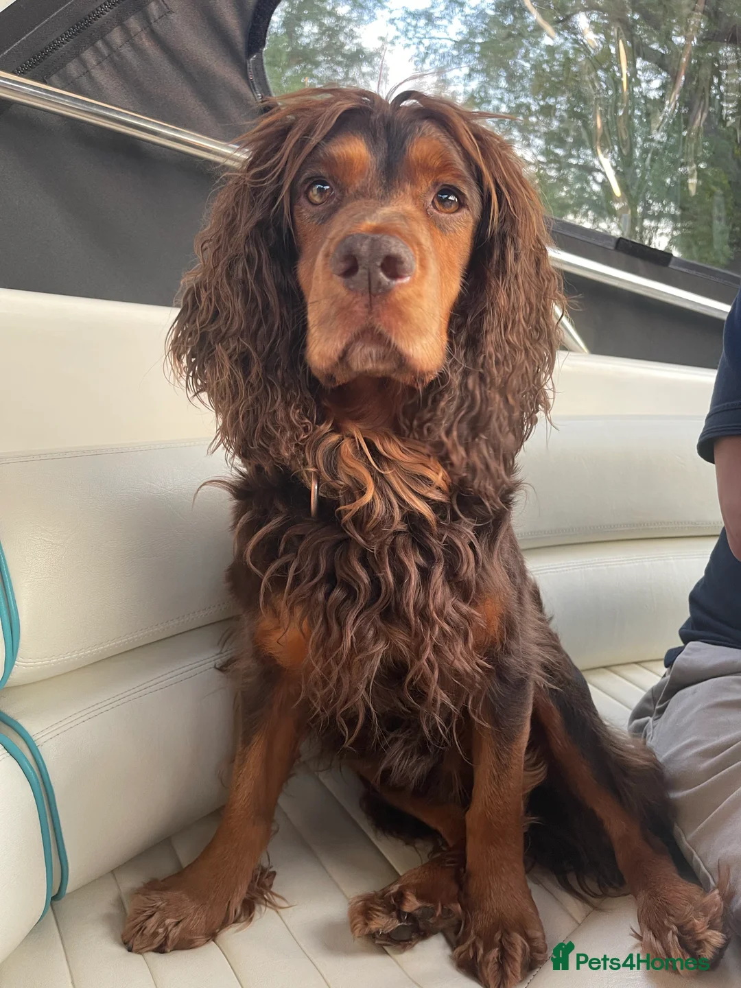 Cocker Spaniel dogs for stud: DNA TESTED CHOC AND TAN WORKING COCKER in Doncaster - Advert 7