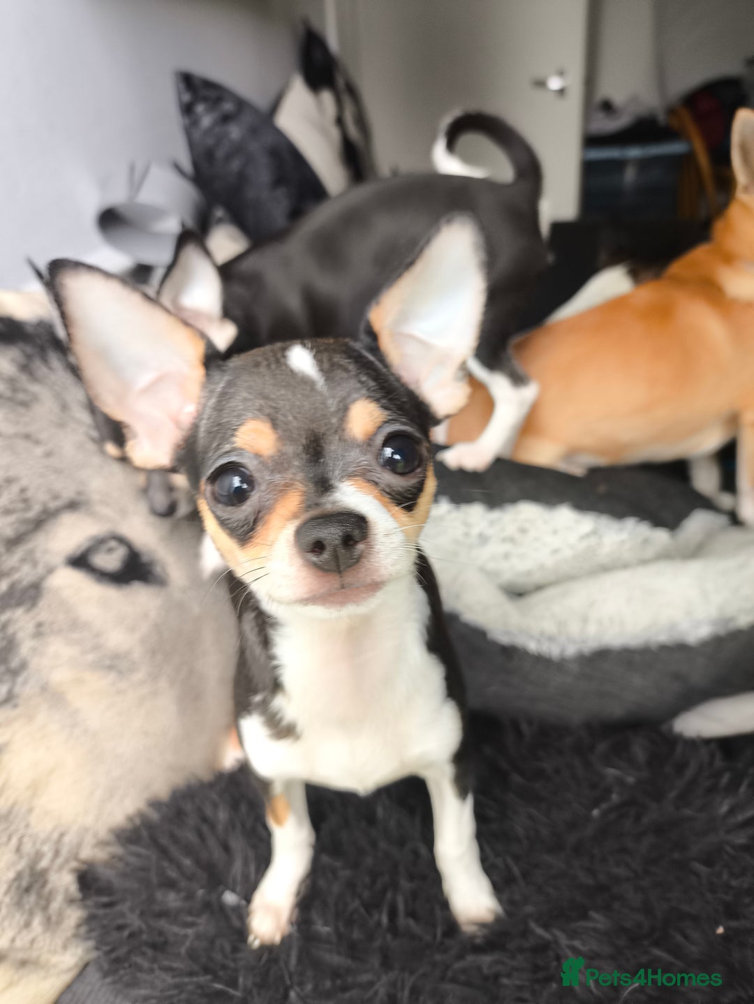 Chihuahua dogs for sale: Gorgeous tiny chibuahuas - Image 12