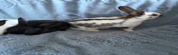 Harlequin rabbits for sale: English spot buck & harlequins  - Advert 11