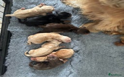 Cocker Spaniel dogs for stud: TRUE TO TYPE- Chocolate & Tan Show Cocker Spaniel in Holywell - Image 25