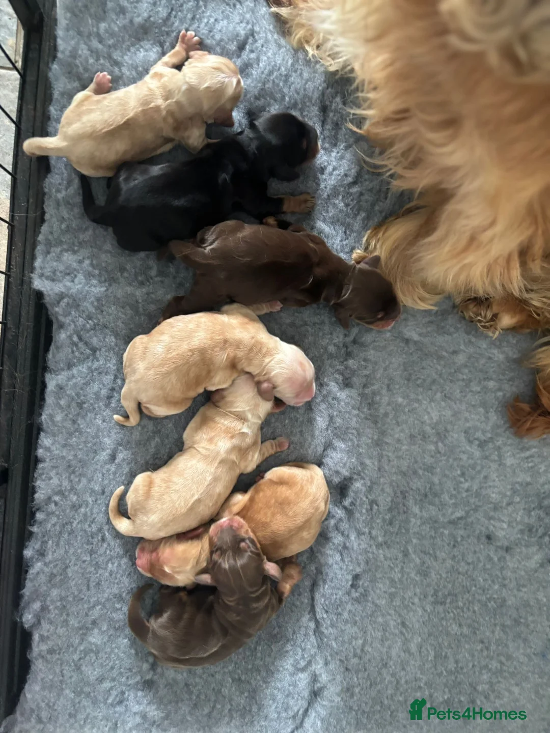 Cocker Spaniel dogs for stud: TRUE TO TYPE- Chocolate & Tan Show Cocker Spaniel in Holywell - Advert 25