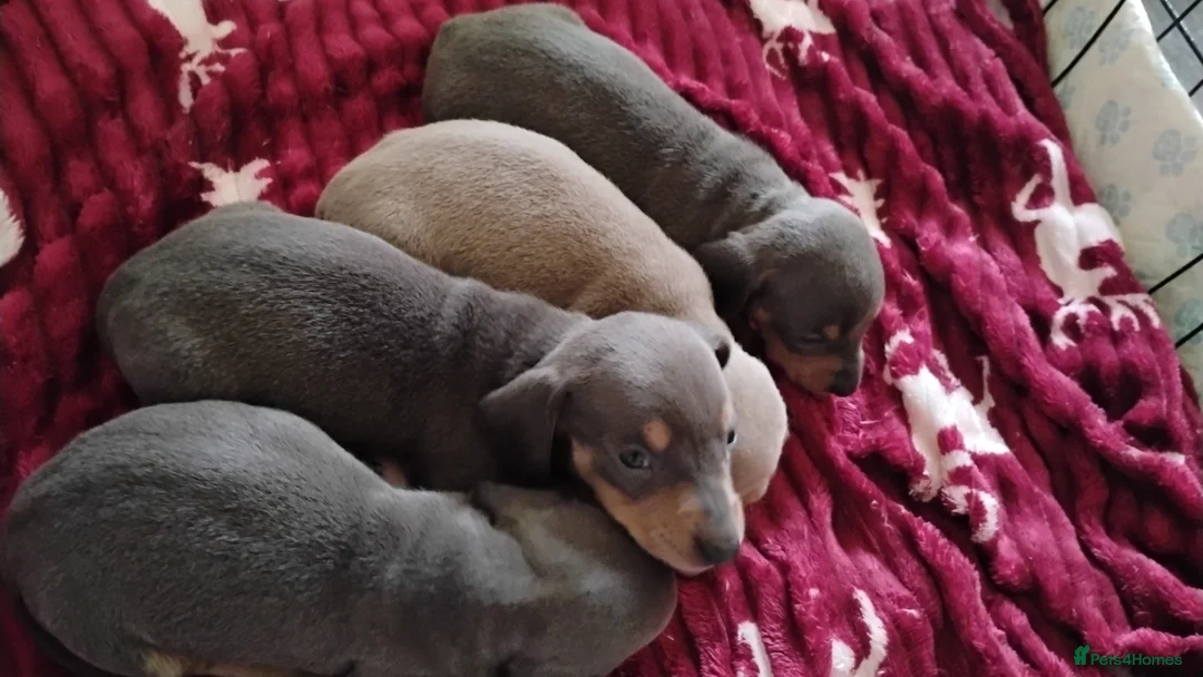 Miniature Dachshund dogs for sale: Miniature male and female pups  - Advert 6