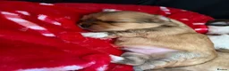 Lhasa Apso dogs for sale: Lhasa Apso puppies for sale - Advert 11