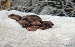 Dachshund dogs for sale: Beautiful Chocolate & Dapple Dachshund Pups - Image 8