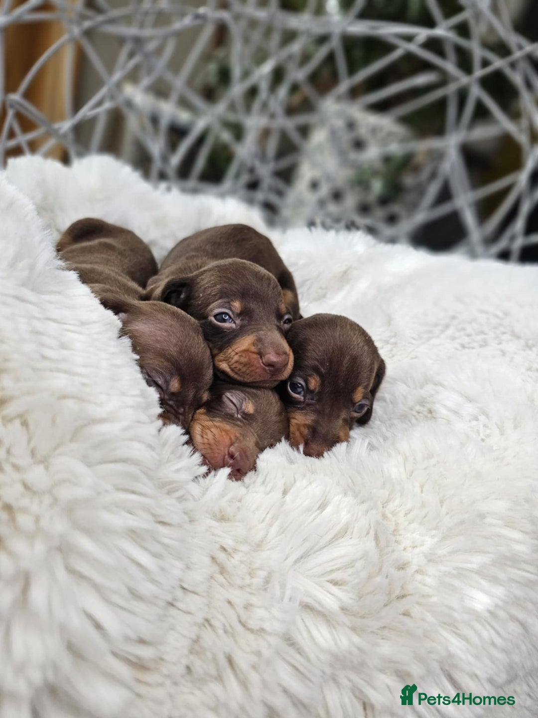 Dachshund dogs for sale: Beautiful Chocolate & Dapple Dachshund Pups - Image 8