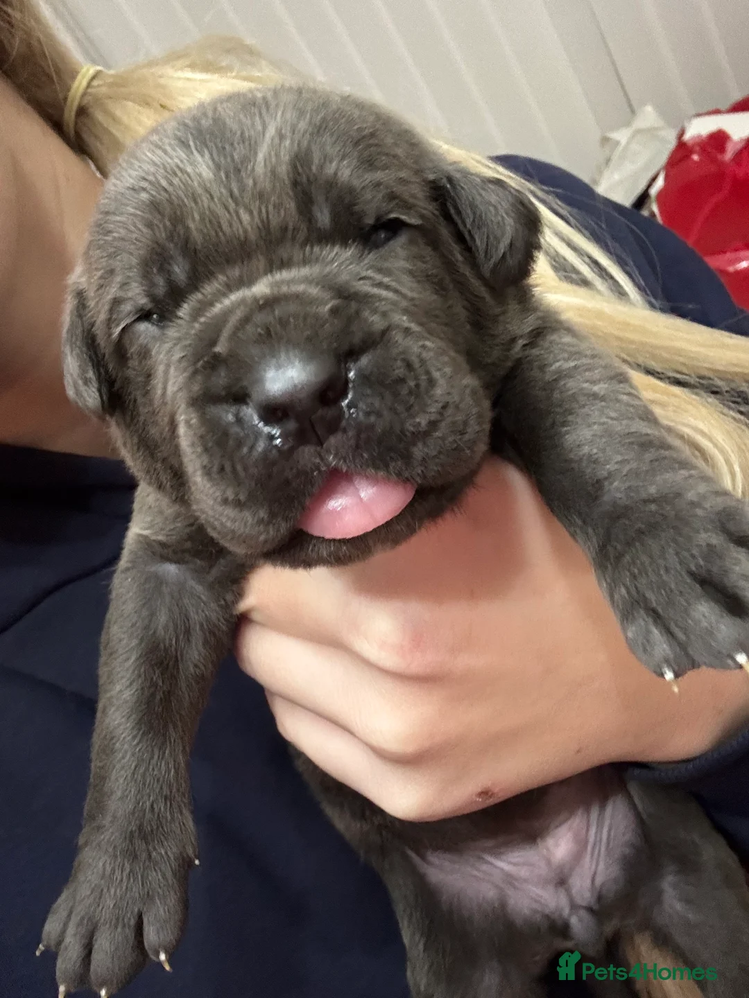 Cane Corso dogs for sale: Cane corso puppies - Advert 6