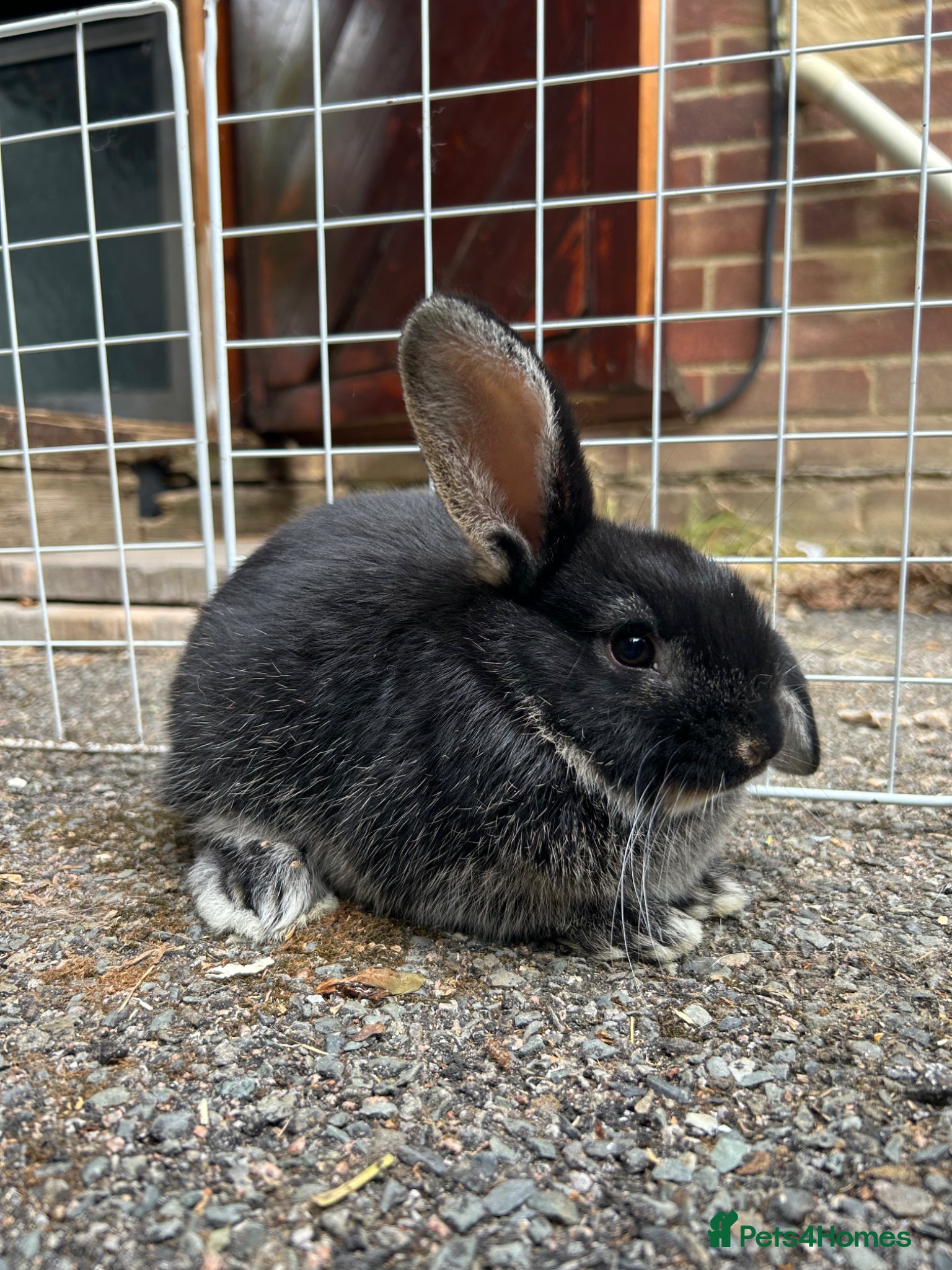 Mixed Breed rabbits for sale: 2 male English x lop rabbits  - Advert 1