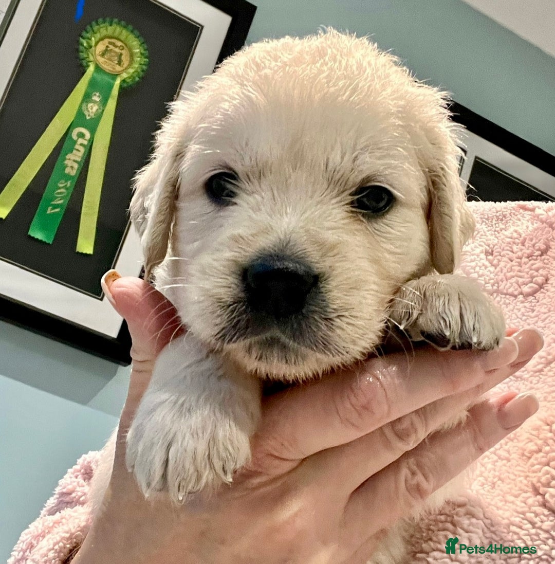 Golden Retriever dogs for sale: Stunning quality golden retriever puppies - Advert 15