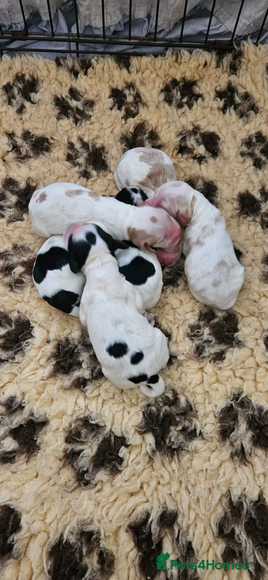 Cocker Spaniel dogs for stud: KC REGISTERED ORANGE ROAN SHOW COCKER SPANIEL STUD in Barnsley - Advert 4