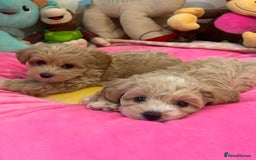 Maltipoo dogs for sale: 🩷Maltipoo F1 Babies🩵 - Image 2