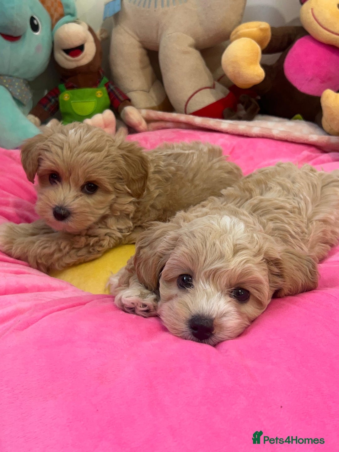 Maltipoo dogs for sale: 🩷Maltipoo F1 Babies🩵 - Image 2