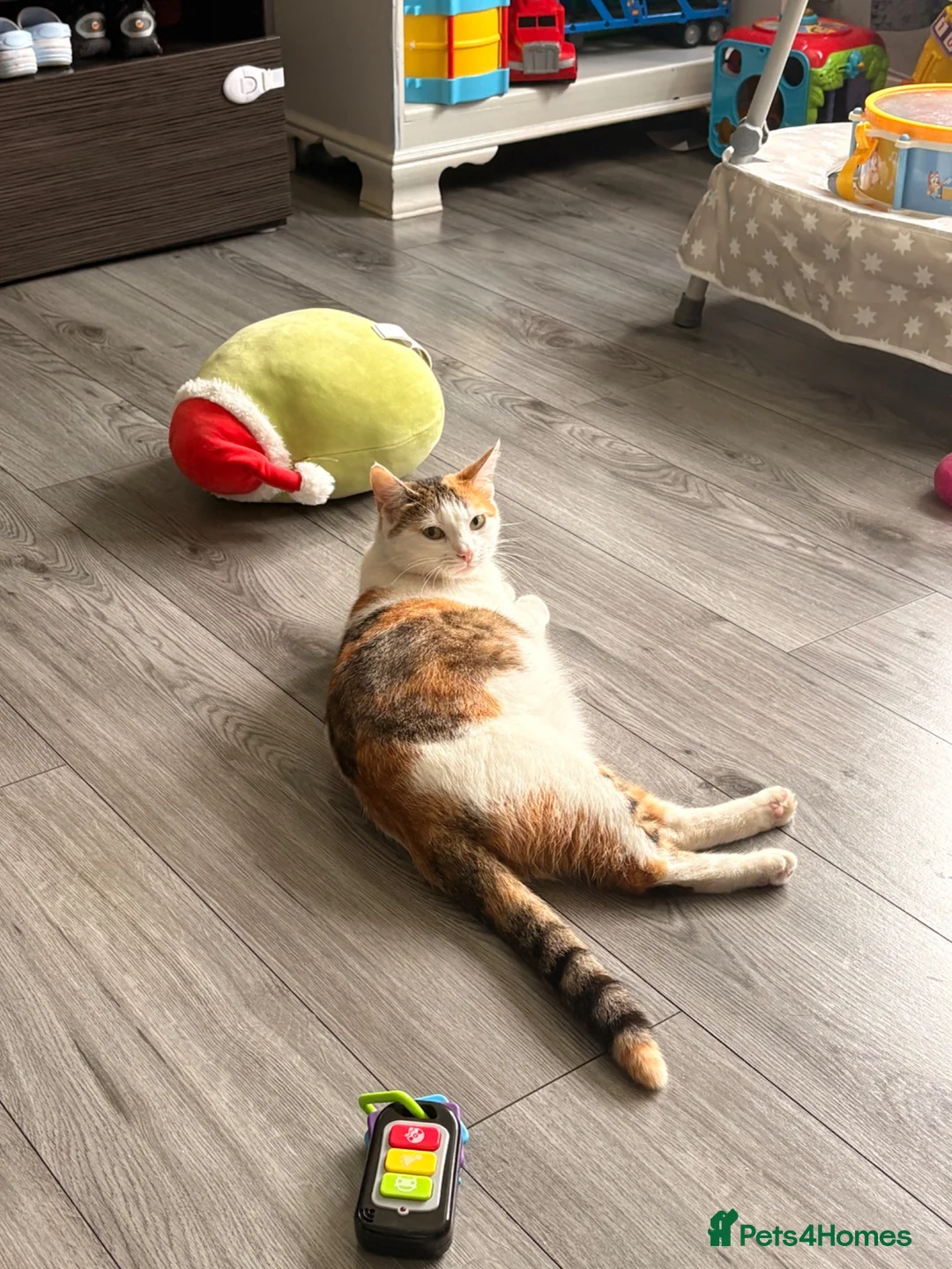 Mixed Breed cats for sale: 2 beautiful male kittens - Advert 1