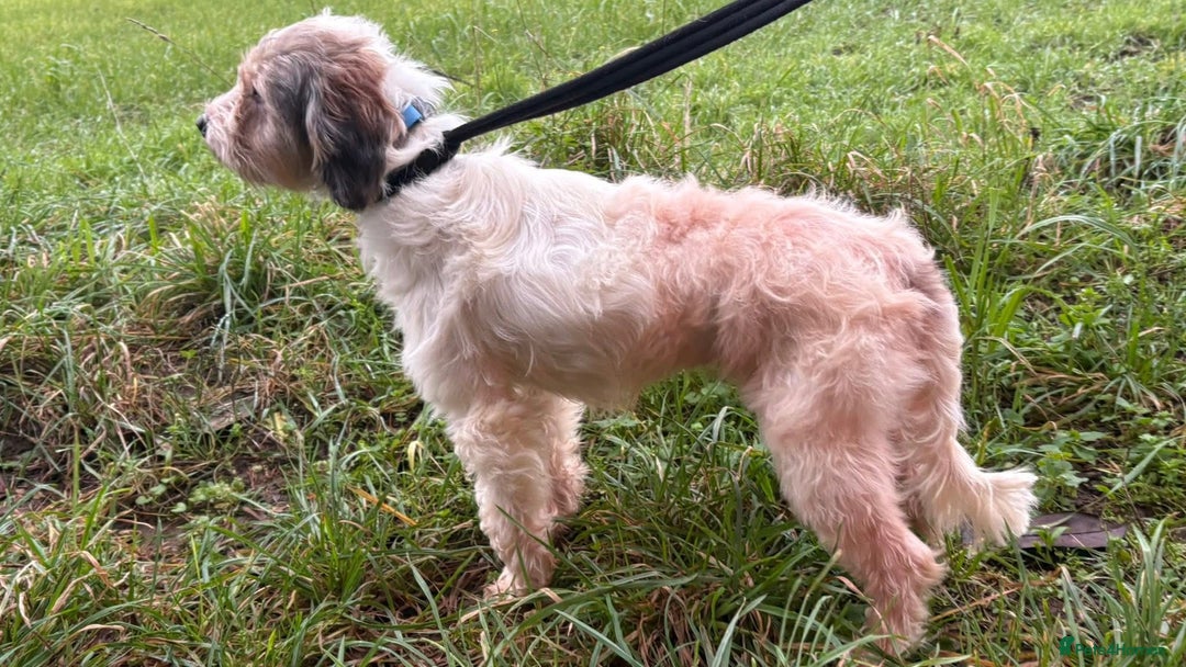 Mixed Breed dogs for adoption: Max - Hingham Norfolk  - Advert 4