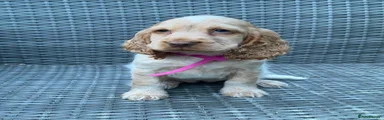 Pink Collar