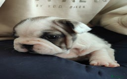 French Bulldog dogs for sale: KC reg French bulldog puppies female & male big➰  - Image 1