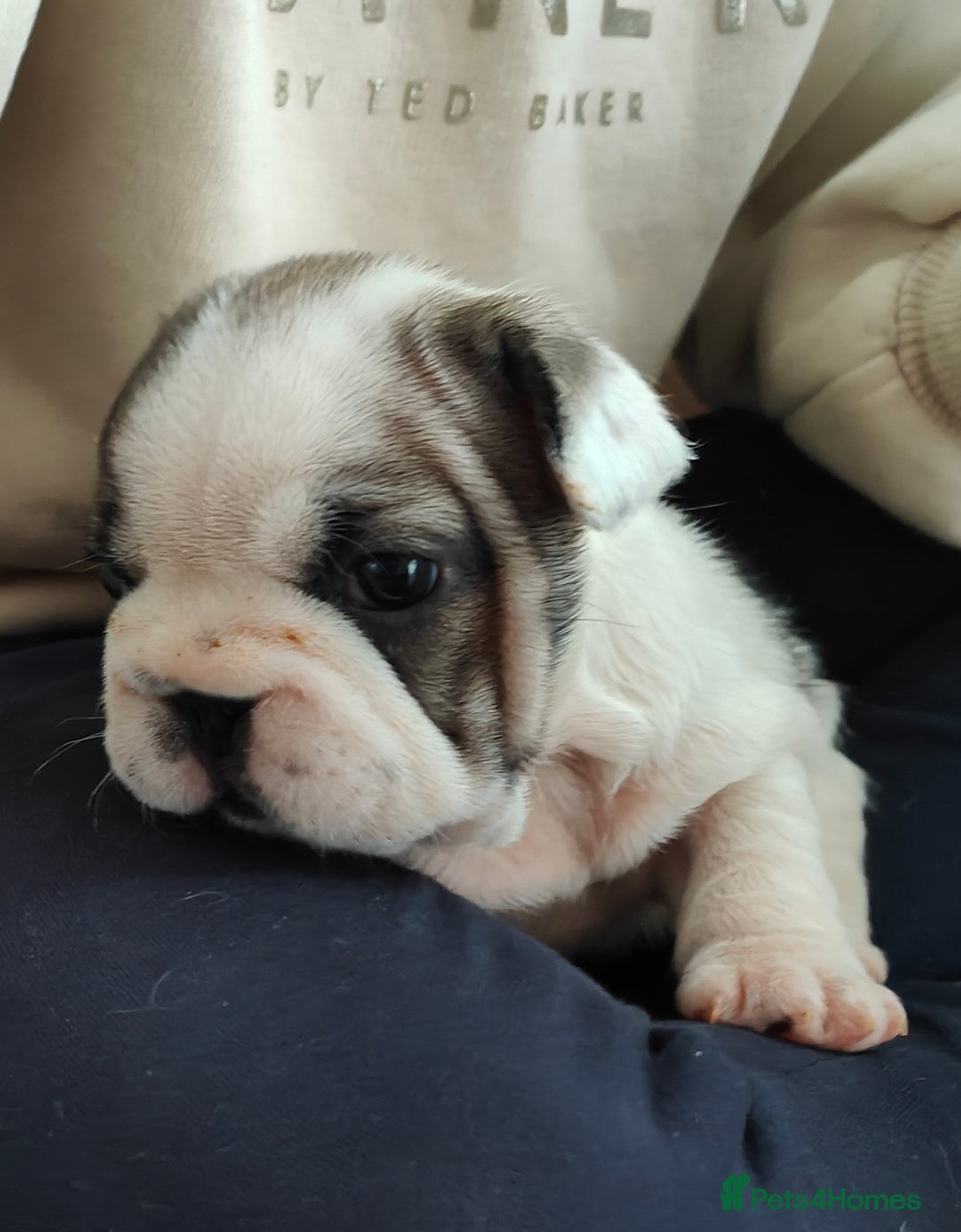 French Bulldog dogs for sale: KC reg French bulldog puppies female & male big➰  - Image 1
