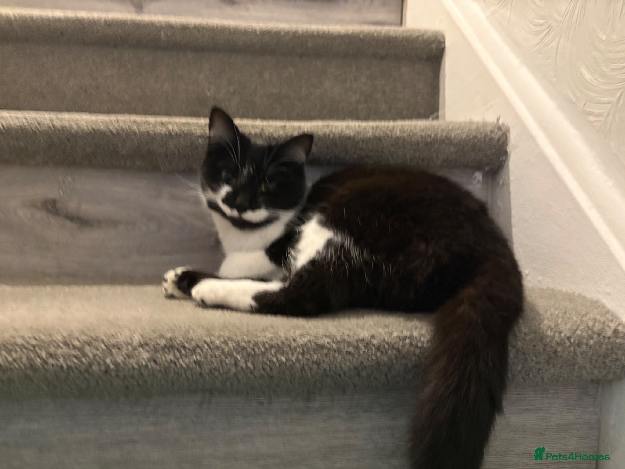 Mixed Breed cats Male and female tuxedo kittens  - Advert 4