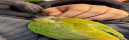 Conures birds for sale: Pineapple concure fully tamed parrot  - Advert 4