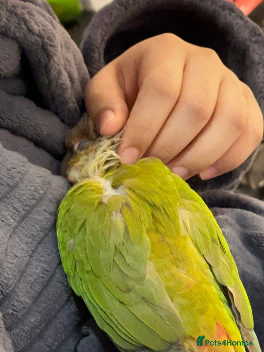 Conures birds for sale: Pineapple concure fully tamed parrot  - Advert 4