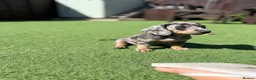 Dachshund dogs for sale: Winnie - Advert 6