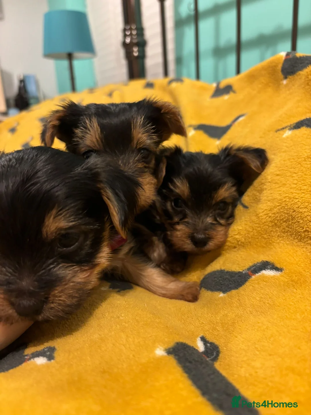 Yorkshire Terrier dogs for sale: 4 Stunning Miniature Yorkshire terriers for sale  - Advert 32