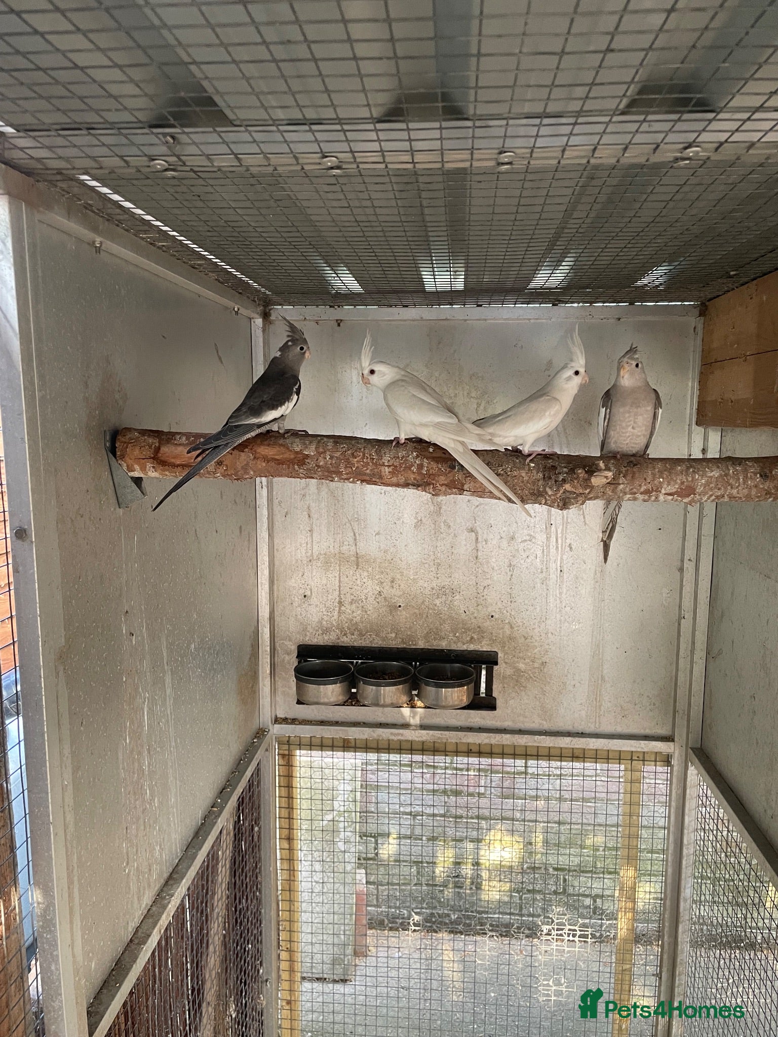 Cockatiels birds 2026 Cockatiels, Budgies + Cockatiel Br pair.  - Advert 16